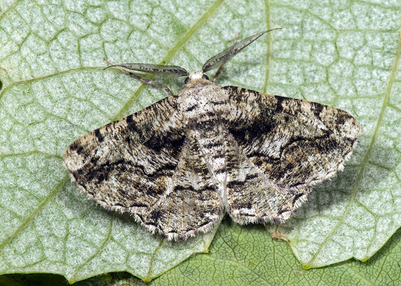 Synopsia sociaria, Geometridae